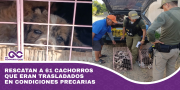 Rescatan a 61 cachorros que eran trasladados en condiciones precarias