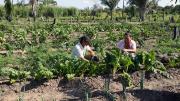 Productores de San Pedro pierden la cosecha por clima y escasez