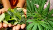 Marihuana a $us 150 el kilo vs. coca a $us 5: Samuel compara su rentabilidad y plantea debatir su legalización