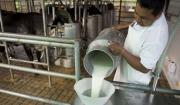 Productores incrementan el precio de la leche cruda en un 22% tras la desregulación del Gobierno