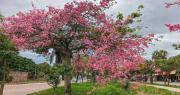 Los Toborochis florecen, tiñen de rosa y embellecen las calles de Santa Cruz