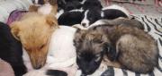 ZOONOSIS DE EL ALTO PROMUEVE ADOPCIÓN DE CACHORROS RESCATADOS
