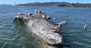 ¿Por qué están muriendo tantas ballenas grises en las aguas de la bahía de San Francisco?