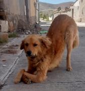 Los corazones podrían devolverle una vida normal a Puno