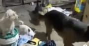 Zoonosis Cochabamba abre adopciones para canes rescatados de criadero clandestino: conozca los requisitos