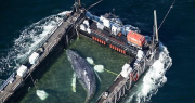 Liberan en el mar del Norte a la ballena varada en Alemania, apodada Timmy
