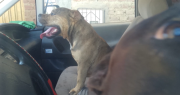 Dos hombres quedaron heridos tras ser atacados por dos pitbulls en Cochabamba