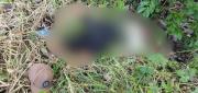 HALLAN A UN HOMBRE ACRIBILLADO EN CARRETERA DEL TRÓPICO COCHABAMBINO
