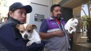 Adopción: perros de raza rescatados de un criadero clandestino buscan nuevo hogar