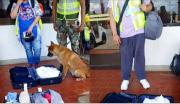 El can “RED” detectó droga en equipajes de pasajeros en el aeropuerto Viru Viru