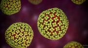 ¿Qué diferencias hay entre el hantavirus y la Covid-19? Estos son los síntomas, tipos de contagio y mortalidad de cada uno