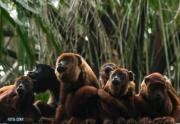 Del tráfico a la Tribu: los monos que aprendieron a vivir otra vez en la selva