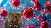 La OMS eleva a seis los casos confirmados de hantavirus tras el positivo de un contagio sospechoso