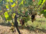 El tesoro de Tarija se cultiva 365 días
