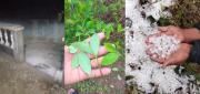 PRODUCTORES REPORTAN PÉRDIDAS TRAS FUERTE GRANIZADA EN CHULUMANI