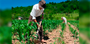 El negocio de la pobreza: ¿quién gana cuando el campesino pierde?