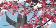 Los toborochis reinan en otoño en el paisaje de la capital cruceña