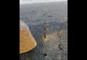 Ministro de Obras Públicas denuncia daños a la carretera La Paz-Oruro durante bloqueos