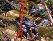 Hallan la cabeza de Rosa en La Angostura tras operativo de rastrillaje
