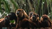 Del tráfico a la Tribu: los monos que aprendieron a vivir otra vez en la selva