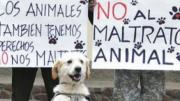 Animales SOS denuncia una sociedad “indolente y cruel” frente al maltrato animal