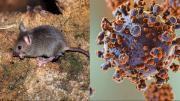 Confirman cuatro casos de hantavirus en Tarija y lanzan alerta en regiones fronterizas con Argentina