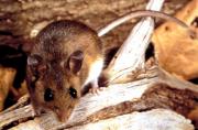 Tarija activa protocolos tras registrar cuatro casos de hantavirus en lo que va del año