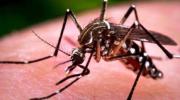 Alerta: hay cuatro casos de hantavirus en Tarija y crecen muertes por chikunguña e influenza en Santa Cruz