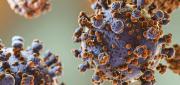 TARIJA ACTIVA ALERTA SANITARIA POR CUATRO CASOS CONFIRMADOS DE HANTAVIRUS