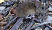 Tarija reporta cuatro casos de hantavirus y alerta por focos en zonas fronterizas