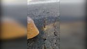 Felcc busca a hombre que instaló clavos y fierros en la carretera La PazOruro