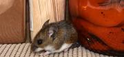 Sedes confirma 18 casos de hantavirus en Bolivia y descarta contagios entre personas