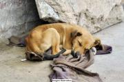 Ejecutarán campaña contra el maltrato que sufren los canes por algunos de sus dueños