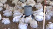 Avicultores en emergencia: bloqueos impiden el envío de más de 5,2 millones de pollos por semana al occidente