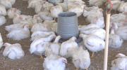 Pequeños avicultores de Cochabamba advierten que más de 5,2 millones de pollos no pueden ser enviados a La Paz