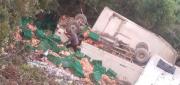 CAMIÓN CON CARGA DE POLLO VUELCA EN RUTA ALTERNA HACIA IRUPANA