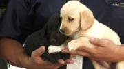 Feria de adopción de mascotas se realizará este domingo en Cochabamba