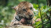 Senda Verde alerta falta de alimentos para más de mil animales por los bloqueos