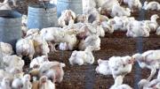 “No tenemos comida para pollos, no hay (dinero) para pagar sueldos”: el drama de avicultores por los bloqueos