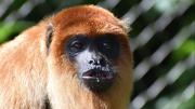 Senda Verde señala que bloqueos ponen en riesgo alimentación de 1.200 animales
