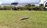 Protagonista inesperado: Lagarto interrumpe un partido de fútbol en Beni