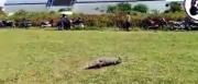 Protagonista inesperado: Lagarto interrumpe un partido de fútbol en Beni