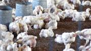 “No tenemos comida para pollos, no hay (dinero) para pagar sueldos”: el drama de avicultores por los bloqueos