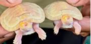 ¿Alguna vez viste una tortuguita albina? En Bolivia existen y fueron registradas en Manuripi
