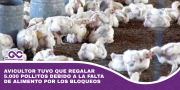 Avicultor tuvo que regalar 5.000 pollitos debido a la falta de alimento por los bloqueos