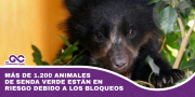 Más de 1.200 animales de Senda Verde están en riesgo debido a los bloqueos