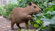 Senda Verde alerta desabastecimiento para más de 1200 animales por bloqueos