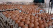 Un maple de 30 huevos se ofrece hasta en Bs 63 en La Paz por los bloqueos, dicen comerciantes