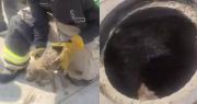 Un ladrido los salvó: Bomberos rescatan a dos cachorros atrapados en una alcantarilla