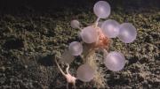 El tiburón fantasma, la esponja carnívora y otras 1.100 especies marinas descubiertas en solo un año